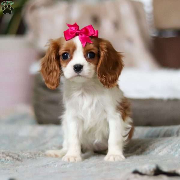 Coco, Cavalier King Charles Spaniel Puppy