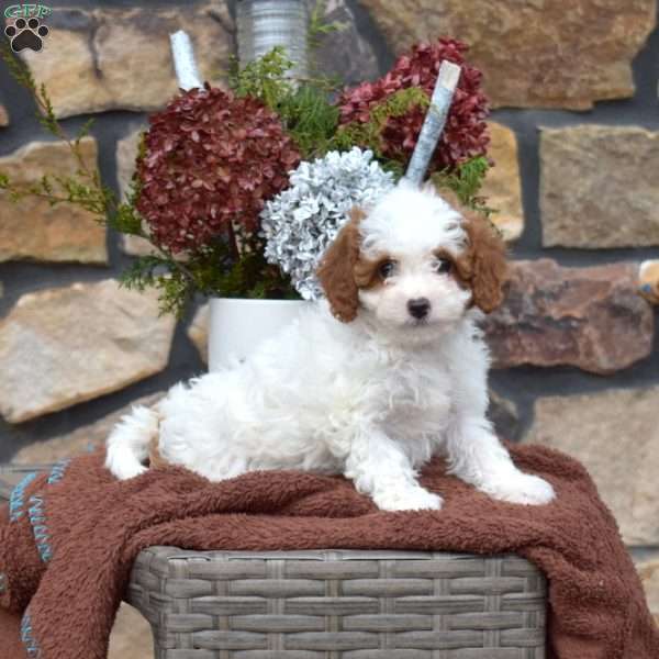 Coconut, Cavapoo Puppy