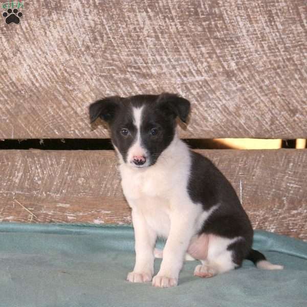 Cody, Border Collie Mix Puppy