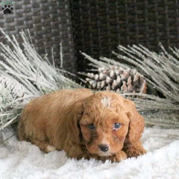 Cody, Cavapoo Puppy