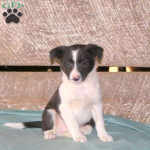 Cody, Border Collie Mix Puppy