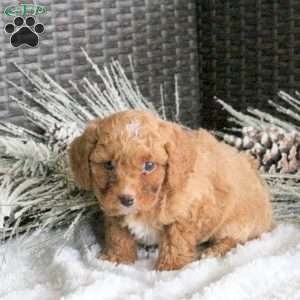 Cody, Cavapoo Puppy