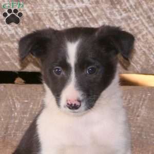 Cody, Border Collie Mix Puppy