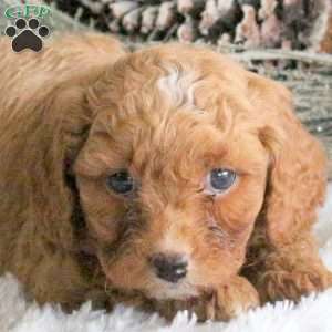 Cody, Cavapoo Puppy