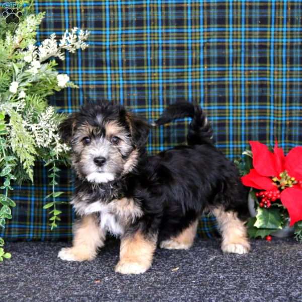 Cody, Yorkie-Chon Puppy