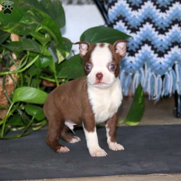 Cody, Boston Terrier Puppy