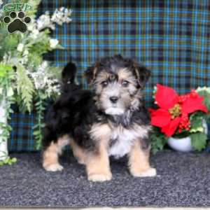 Cody, Yorkie-Chon Puppy