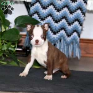 Cody, Boston Terrier Puppy