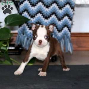 Cody, Boston Terrier Puppy