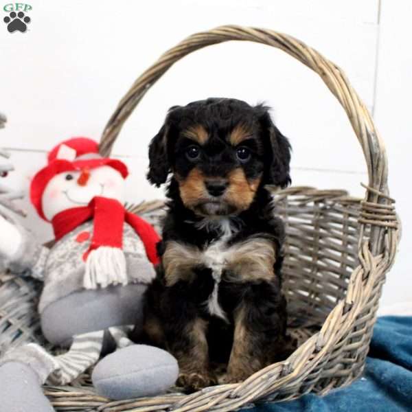 Coffee, Cavapoo Puppy