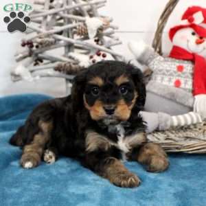 Coffee, Cavapoo Puppy