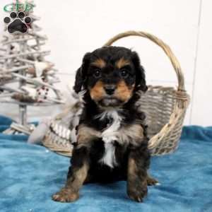 Coffee, Cavapoo Puppy