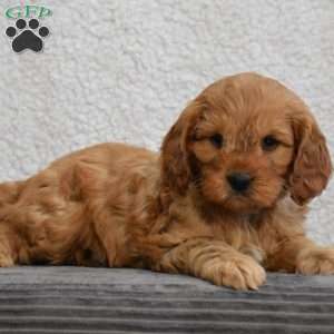 Colby, Cavapoo Puppy