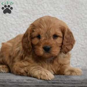 Colby, Cavapoo Puppy