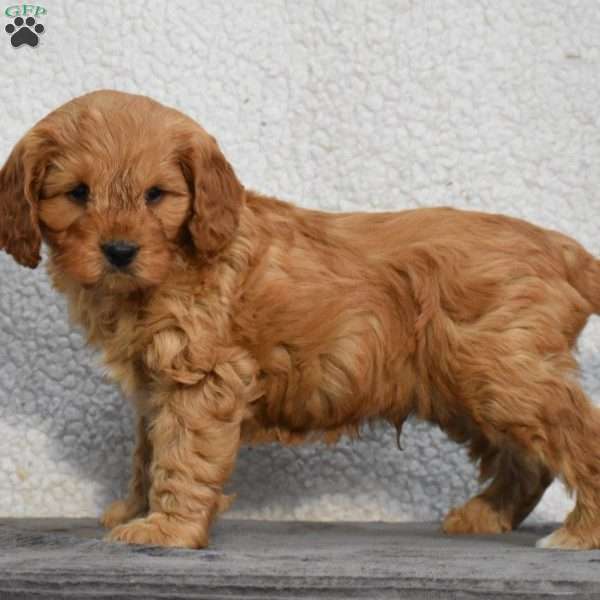 Colby, Cavapoo Puppy