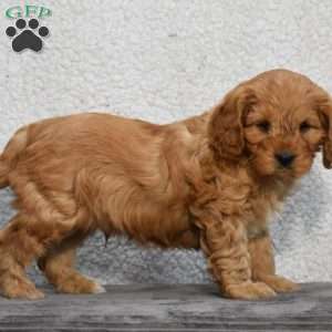 Cooper, Cavapoo Puppy