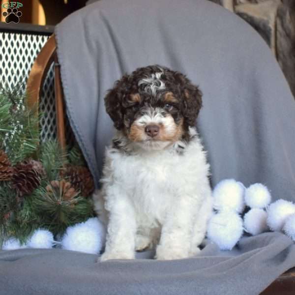 Colby, Miniature Poodle Puppy