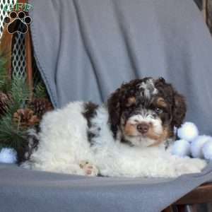 Colby, Miniature Poodle Puppy