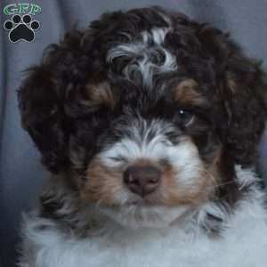 Colby, Miniature Poodle Puppy