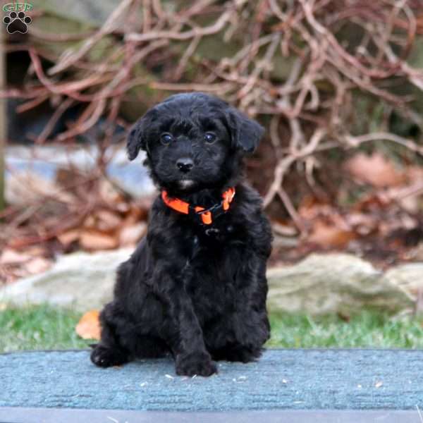 Colby, Havapoo Puppy