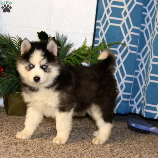 Colby, Pomsky Puppy