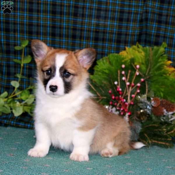 Colby, Pembroke Welsh Corgi Puppy