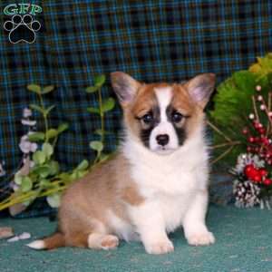 Colby, Pembroke Welsh Corgi Puppy