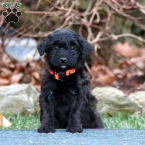 Colby, Havapoo Puppy