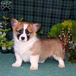 Colby, Pembroke Welsh Corgi Puppy