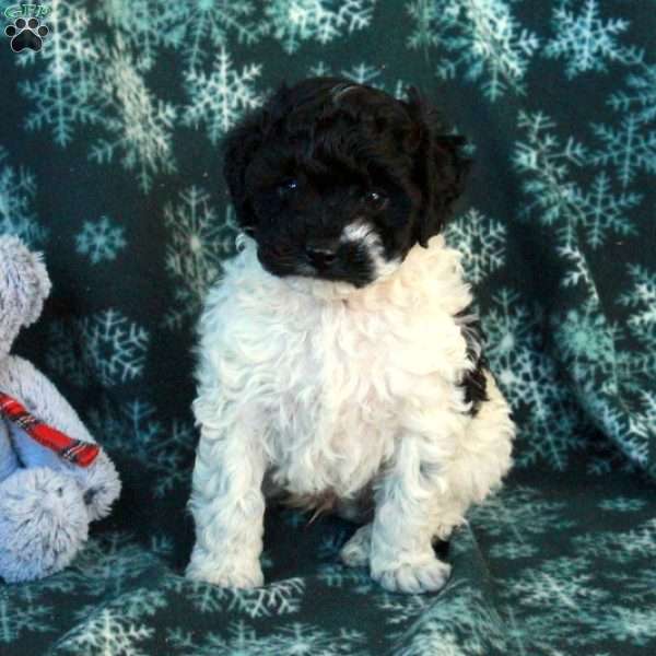 Comet, Miniature Poodle Puppy