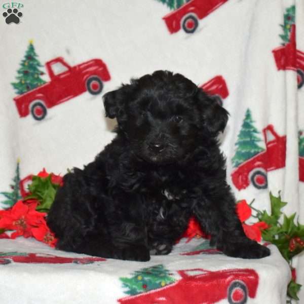 Comet, Border Collie Mix Puppy