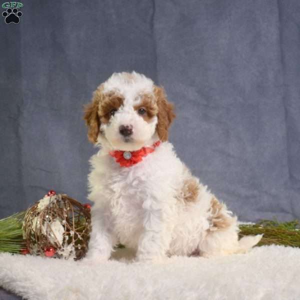 Comet, Mini Goldendoodle Puppy