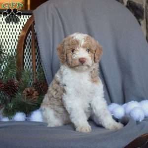 Comet, Miniature Poodle Puppy