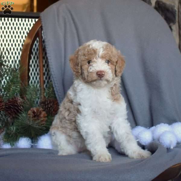 Comet, Miniature Poodle Puppy