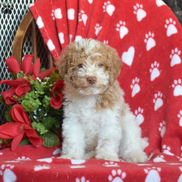 Comet, Miniature Poodle Puppy