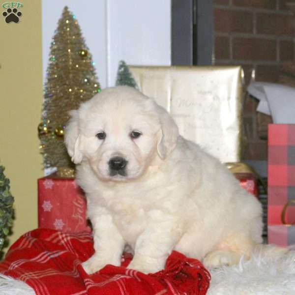 Comet, English Cream Golden Retriever Puppy