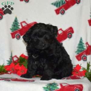 Comet, Border Collie Mix Puppy