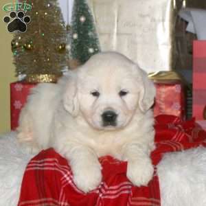 Comet, English Cream Golden Retriever Puppy