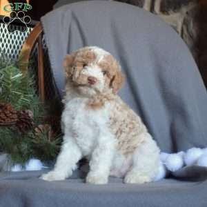 Comet, Miniature Poodle Puppy