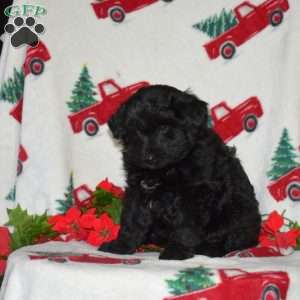 Comet, Border Collie Mix Puppy