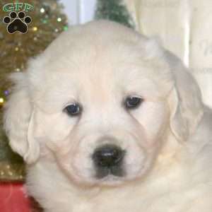 Comet, English Cream Golden Retriever Puppy