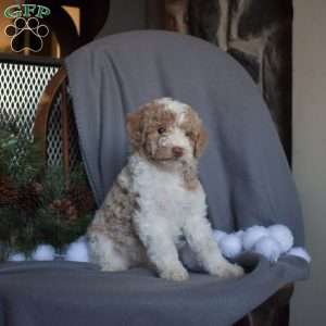 Comet, Miniature Poodle Puppy