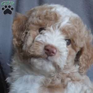 Comet, Miniature Poodle Puppy