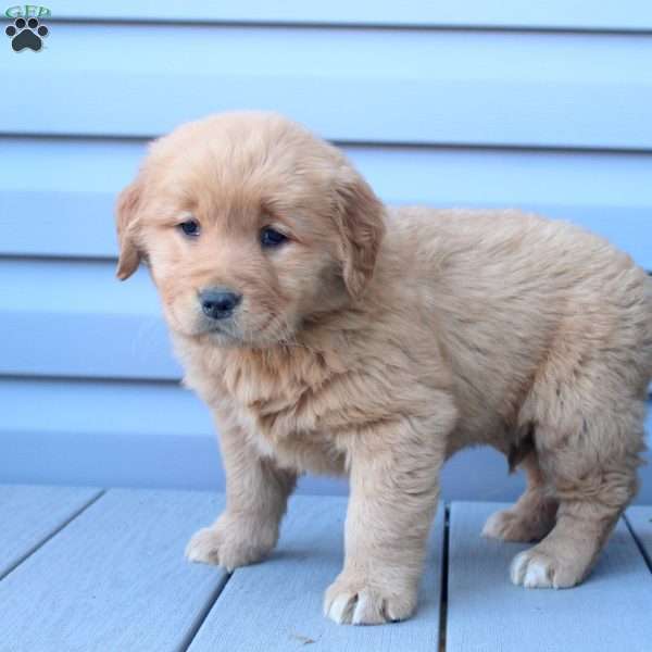 Connie, Golden Retriever Puppy