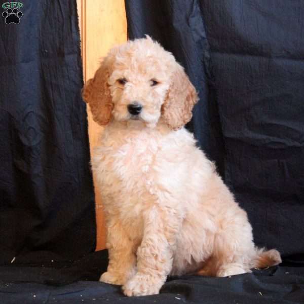 Connor, Goldendoodle Puppy