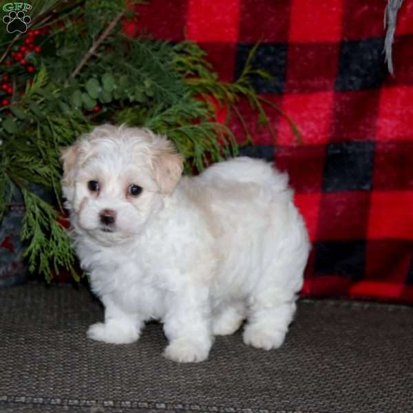 Conrad, Morkie / Yorktese Puppy