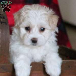 Conrad, Morkie / Yorktese Puppy