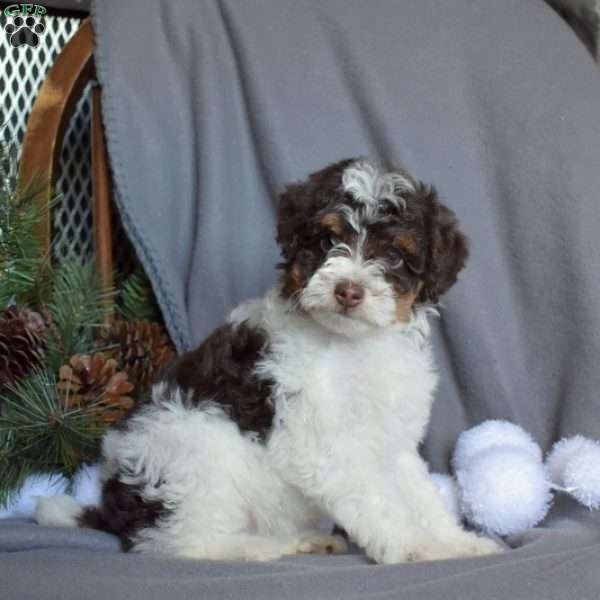 Cookie, Miniature Poodle Puppy