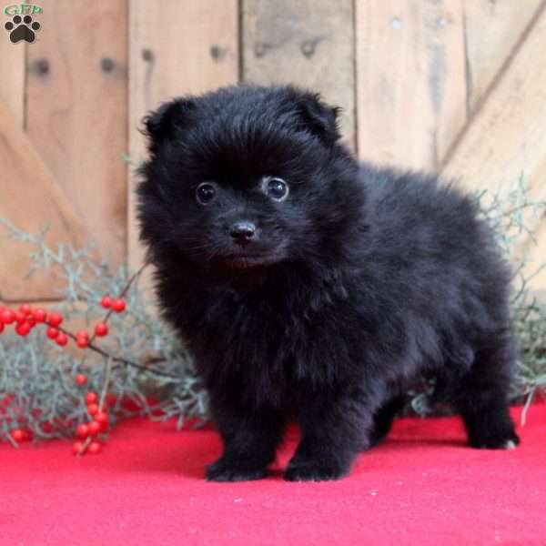 Cookie, Pomeranian Puppy