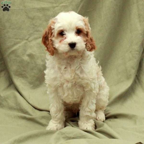 Cookie, Cavapoo Puppy